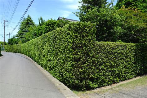 植栽 種類|庭木におすすめの種類40選と上手な選び方！花が咲く木やおしゃ。